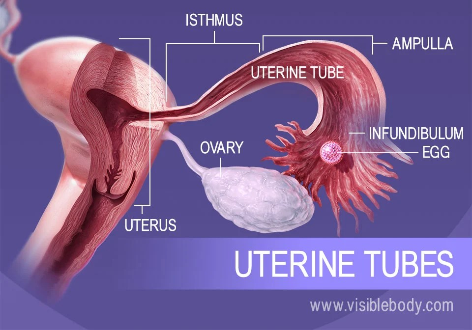 The fallopian tube is histologically composed of three layers: Female Reproductive Structures