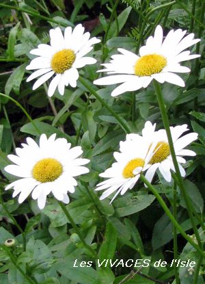 Pin On Outdoor Space