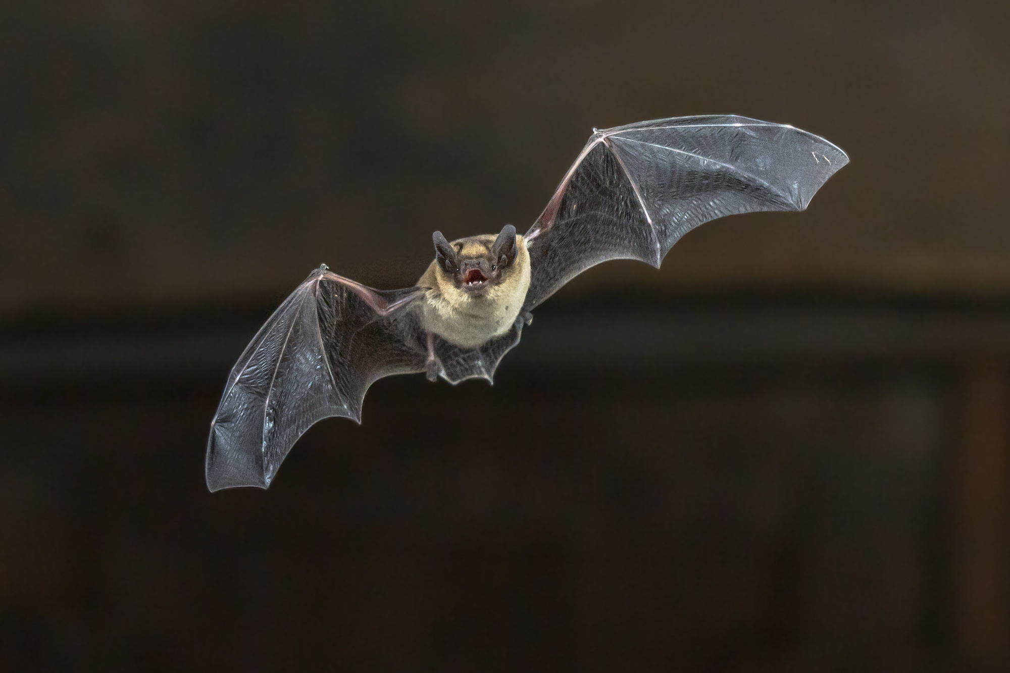 Discover Sudbury's Bats: An Educational Adventure (2026)