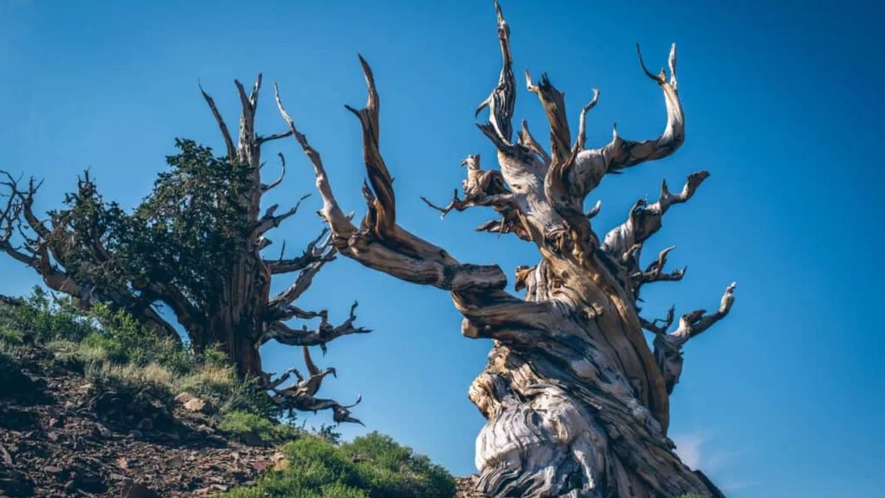 Methuselah, a pine tree still alive in California today, germinated before Egypt had even started building the Great Pyramid.