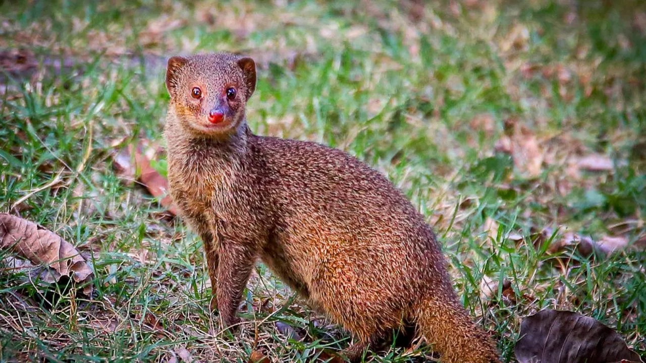 Hawaii's sugar industry brought mongooses to Hawaii in the 1880s to kill rats, and the fix failed for one absurdly simple reason.