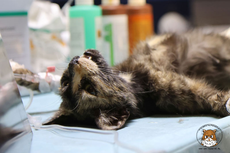 Kastration weibliche Katze
