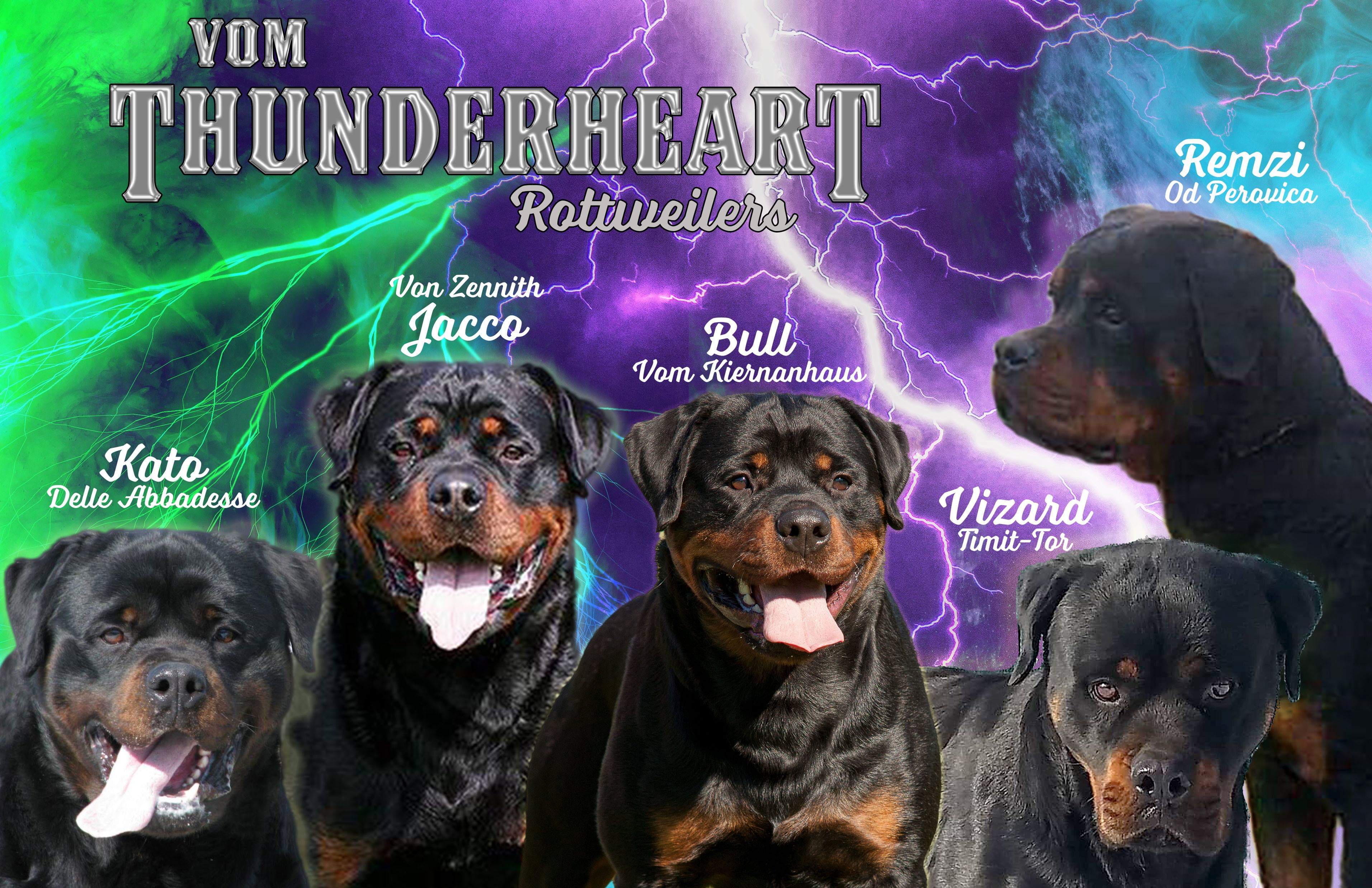 Rottweiler Breeders Rottweiler Puppies For Sale German Rottweilers For Sale Imported Rottweilers For Sale 28 REDLION KENNEL retrievers only.