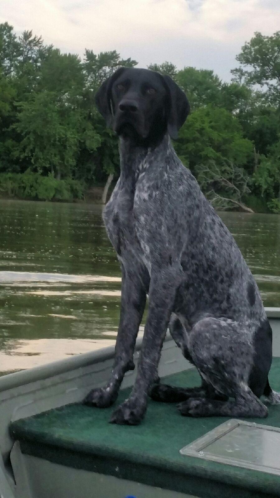 Wonderful hunting and family pets. Blue Pointer Dog Cheap Online