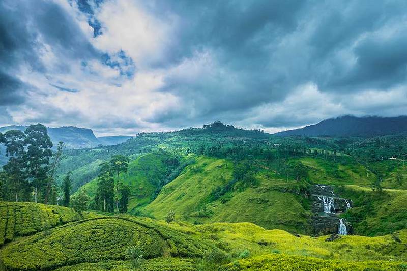 tea plantation & waterfall