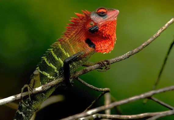lizards in sinharaja