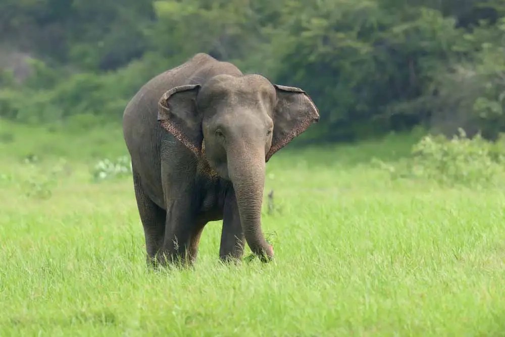 elephant minneriya