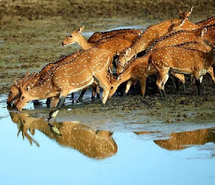 deer in minneriya