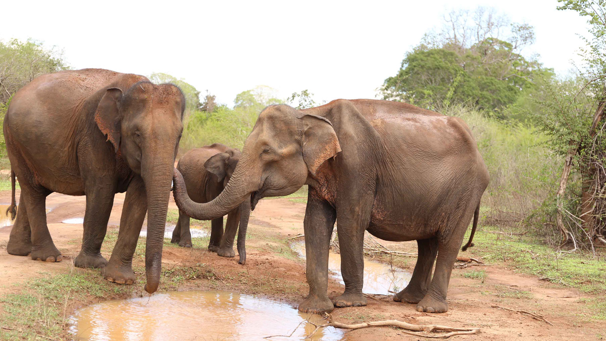 elephants
