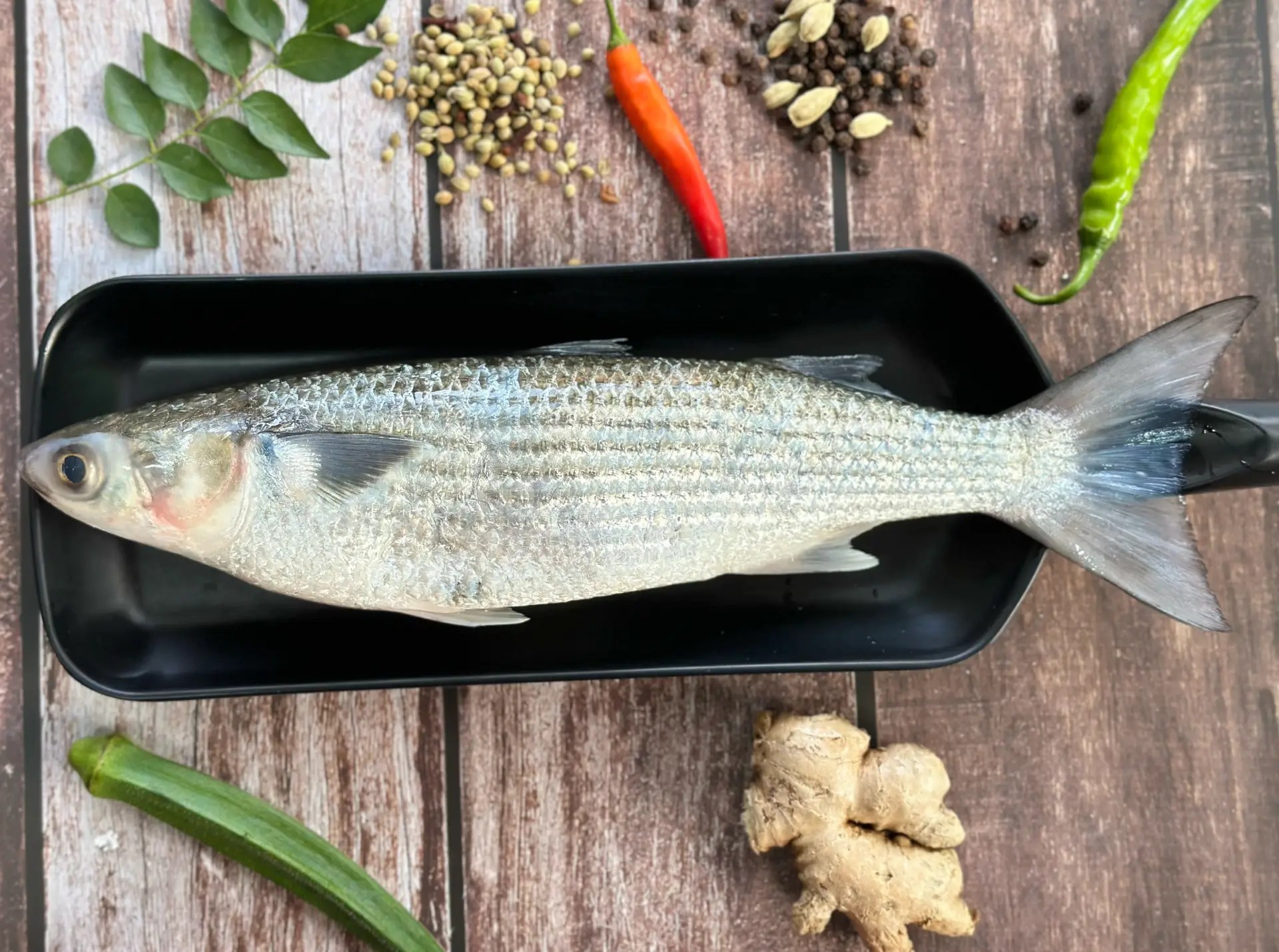 fish1