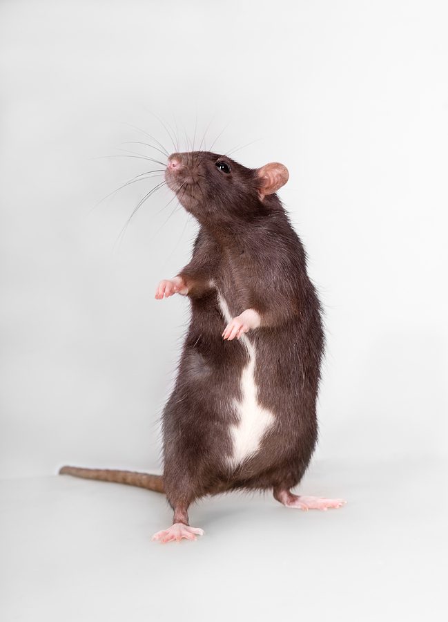 Remove applicator tube from the package. Rodent Roundup- How Big Rats Can Get - Vulcan Termite