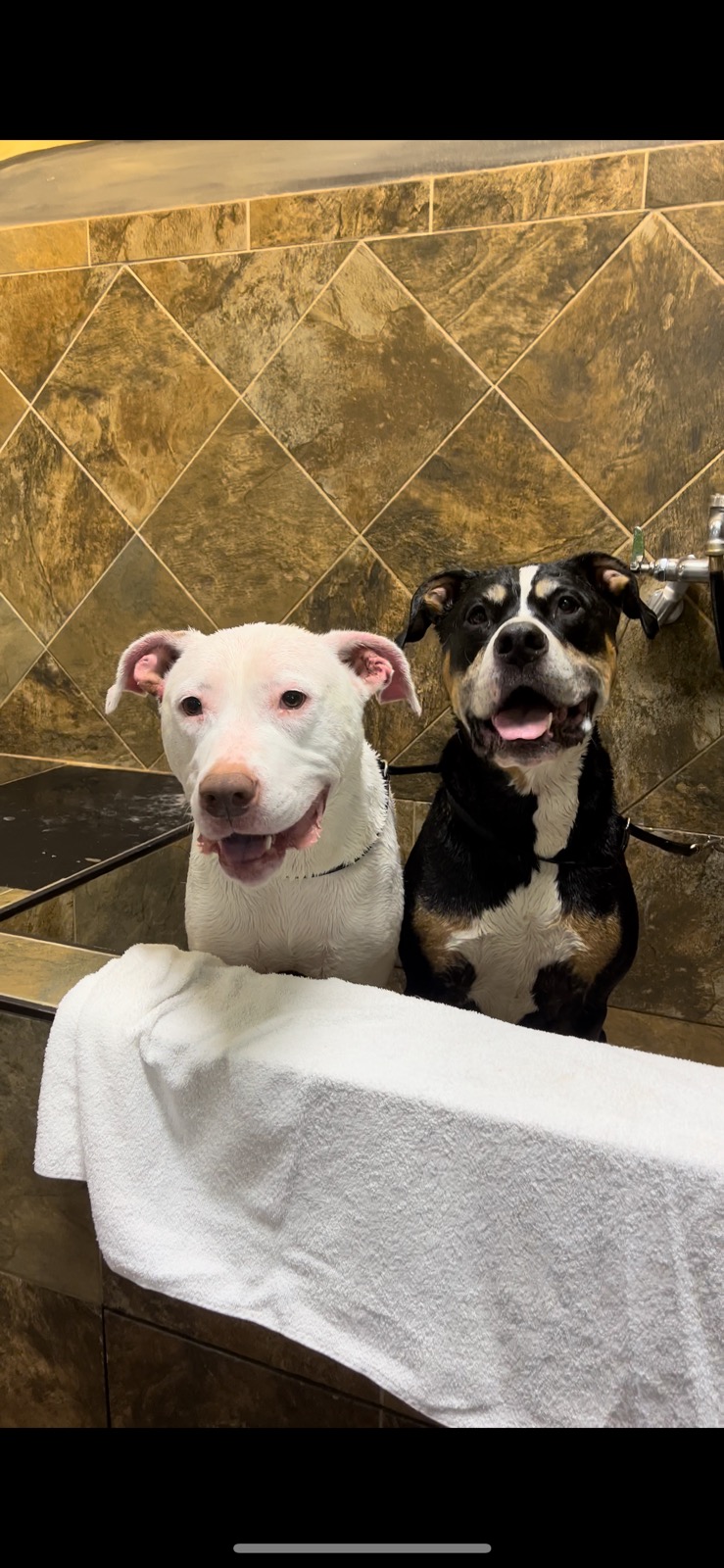 Pet Services Linktree - Download Amazing Light Background | Full HD