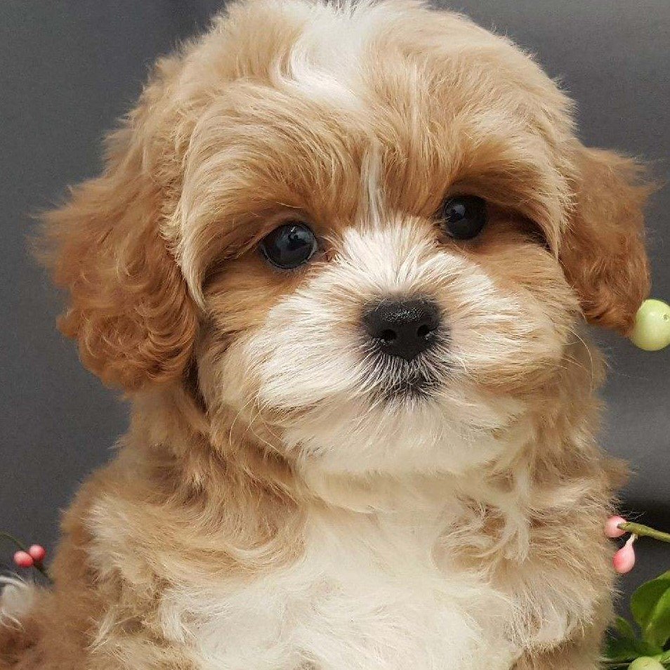 The florida poodle rescue is a network of 115 volunteers. Visit Our Cavapoo Puppies For Sale Near West Palm Beach Florida