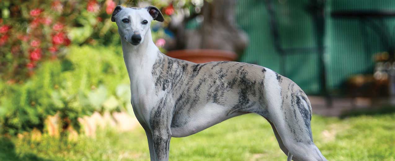 Best Quiet Dog Breeds for Apartments Wag Pet Boutique