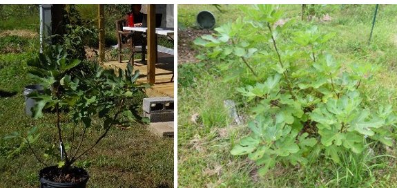 Fig Frustrations The Backyard Gardener Anr Blogs