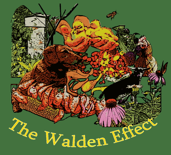 The Walden Effect and Corporate Consolidation