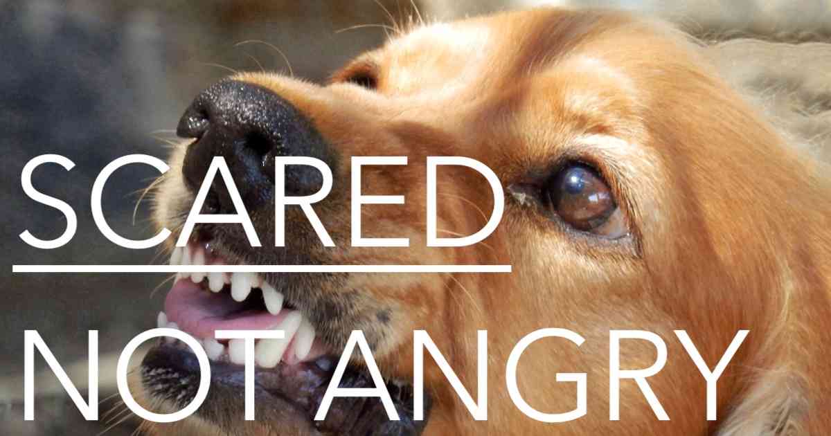 How to Train a Dog to Not Fear the Vet: Easy Steps