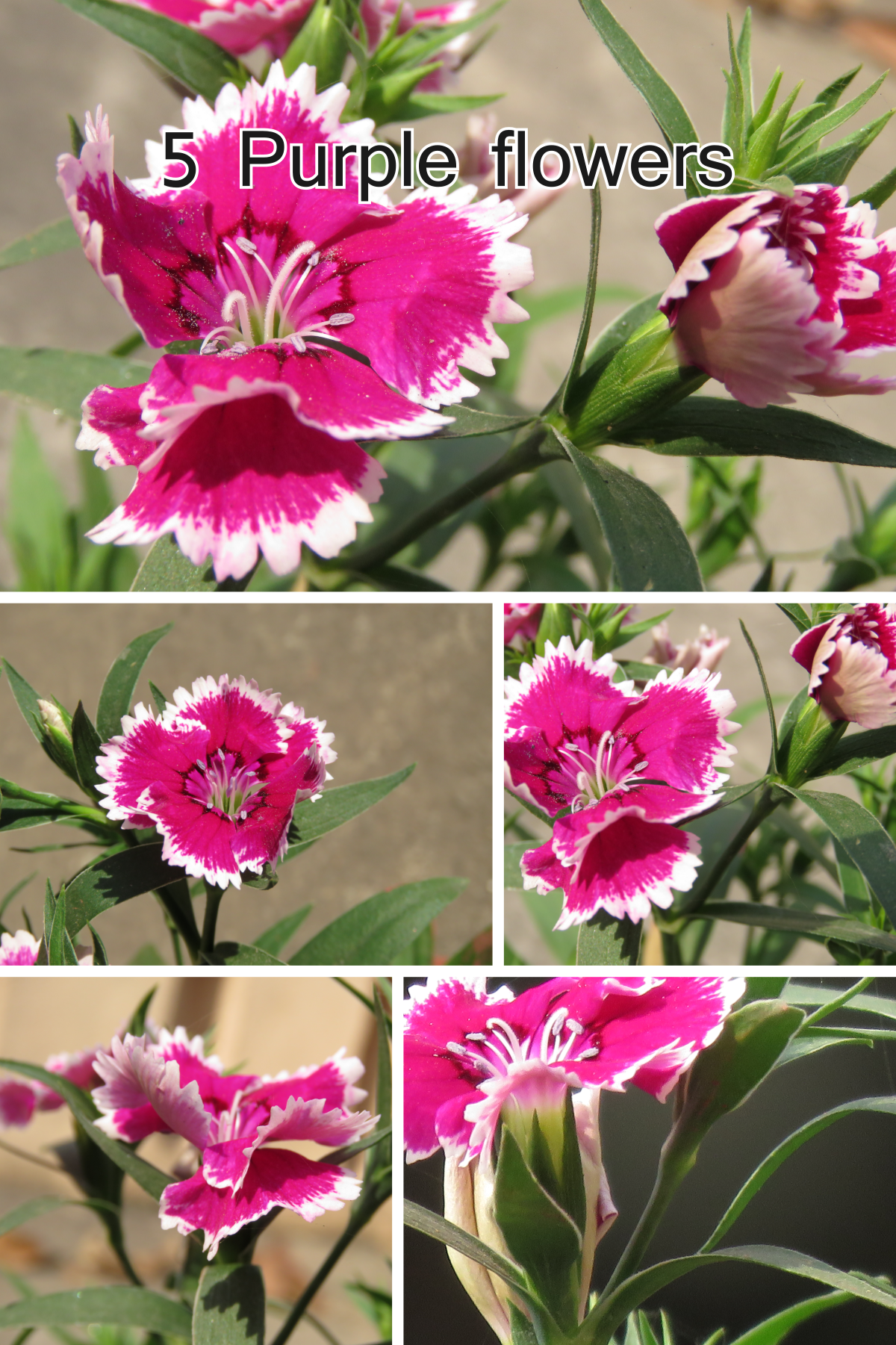 5 purple flowers