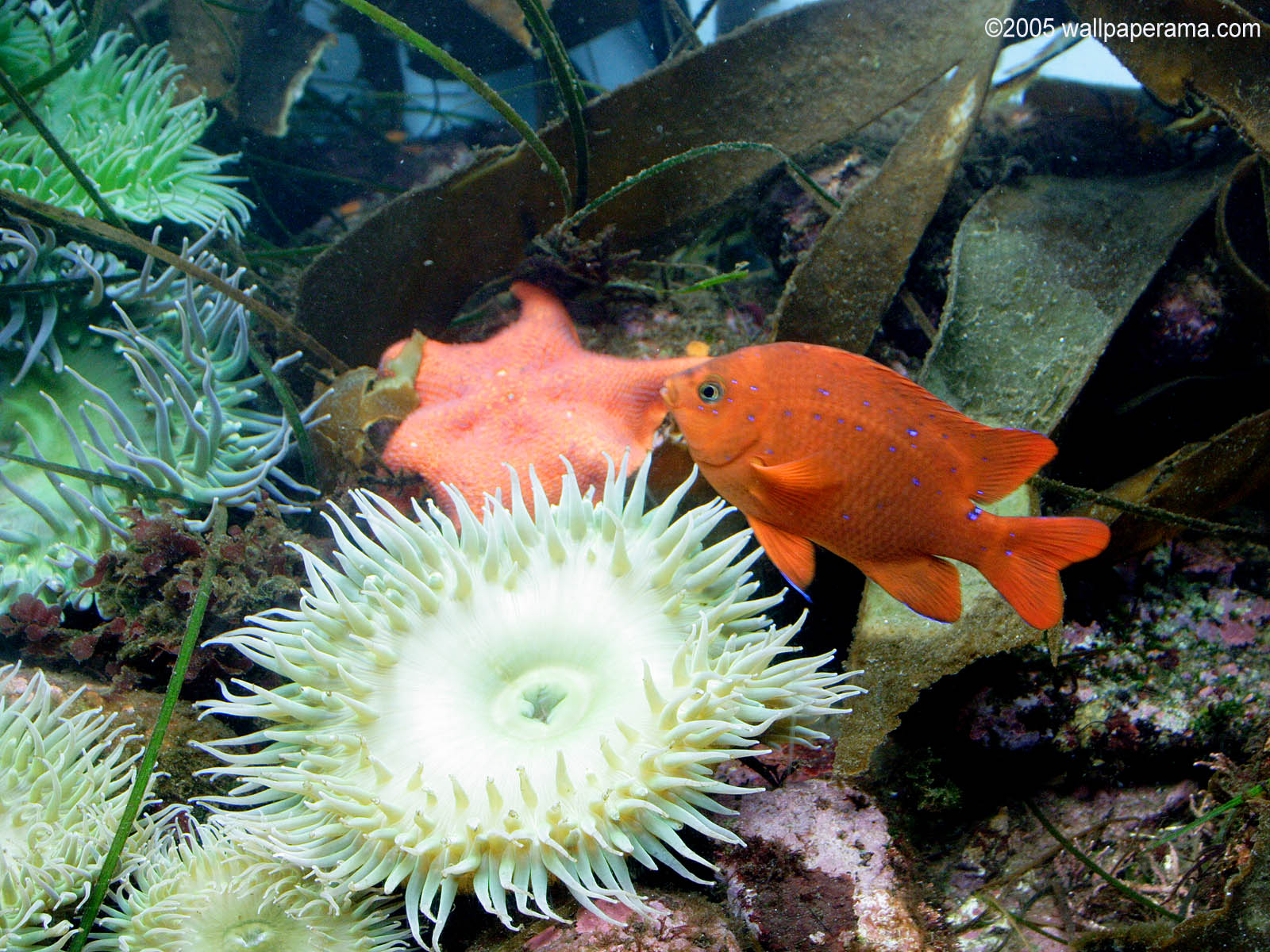 One step below black on your bedroom walls. Orange Fish Wallpaper Free HD Backgrounds Images Pictures