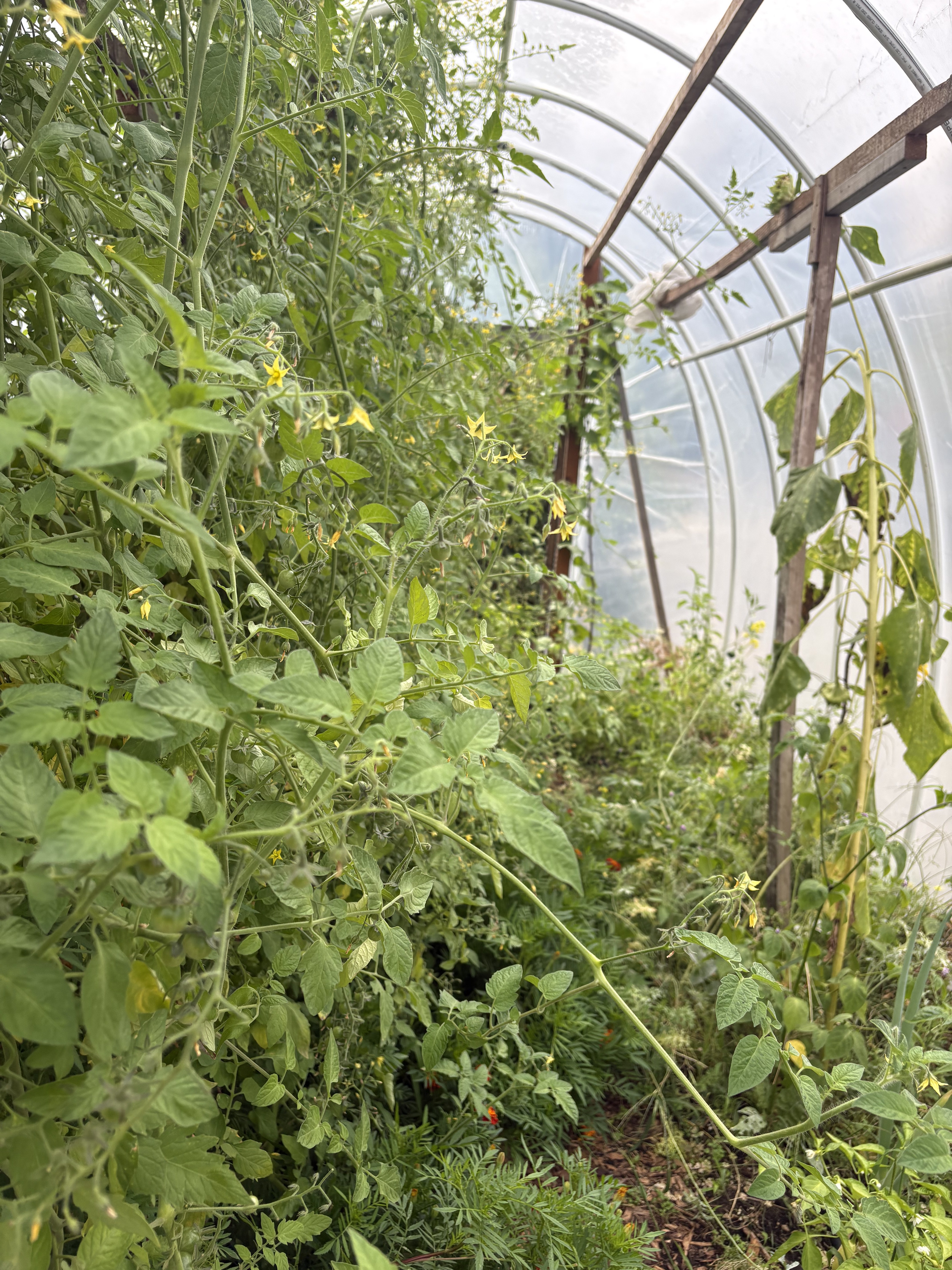 Sidewalk greenhouse