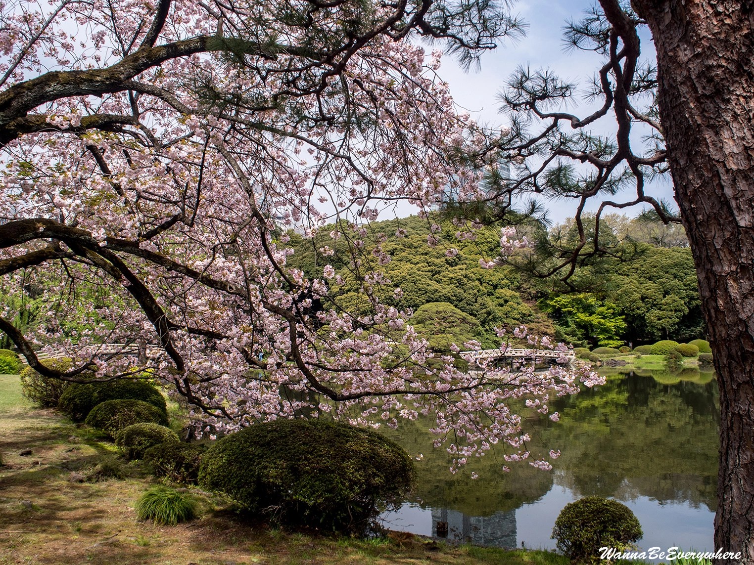 Shinjuku Gyoen