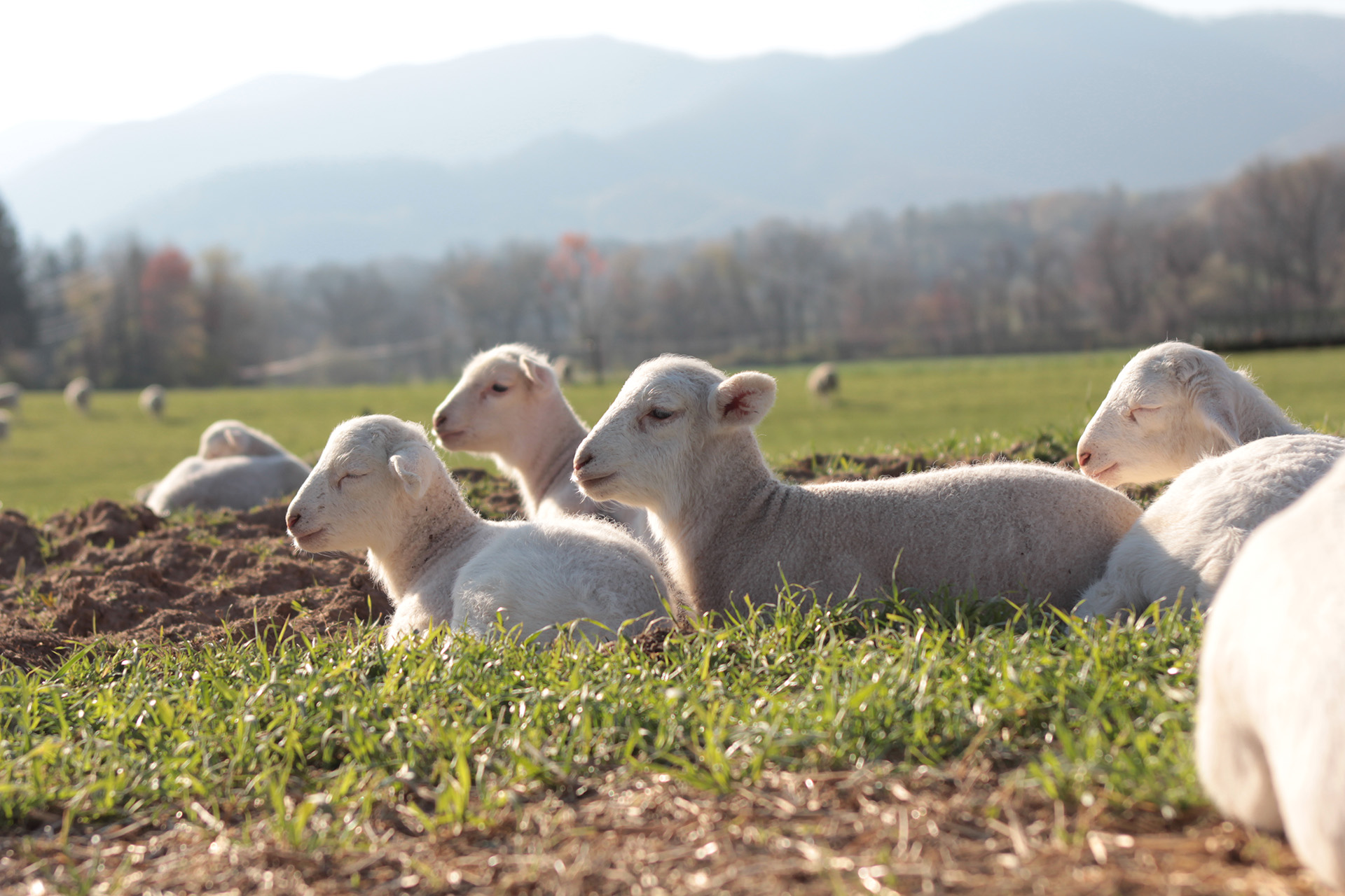 A group of sheep lay in a pasture together