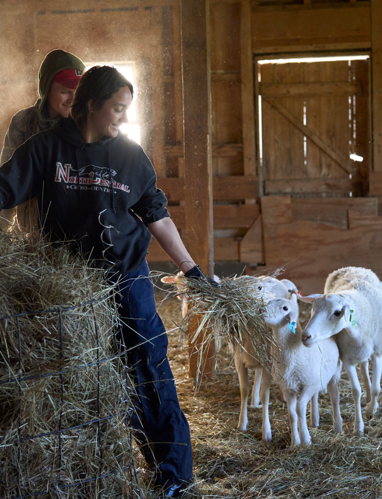 Two students feed a group of sheep and lambs.