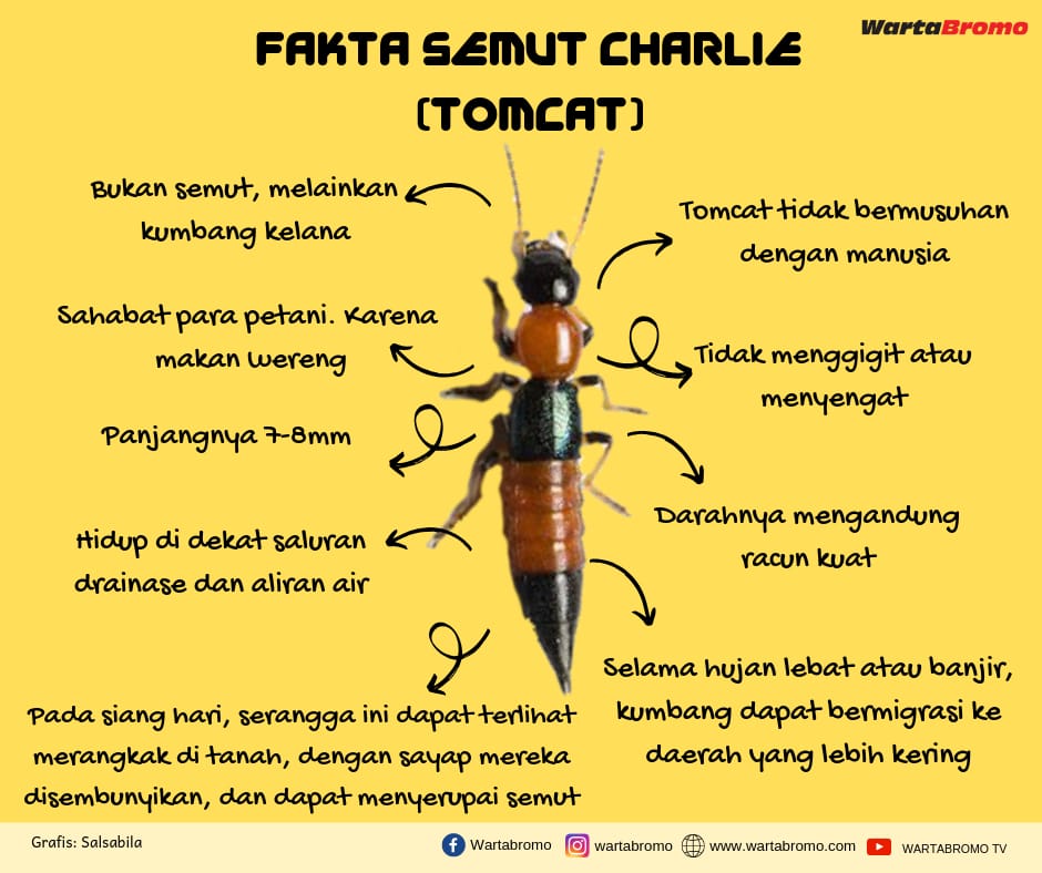 Fakta Semut Charlie, Beracun hingga Mematikan? - WartaBromo