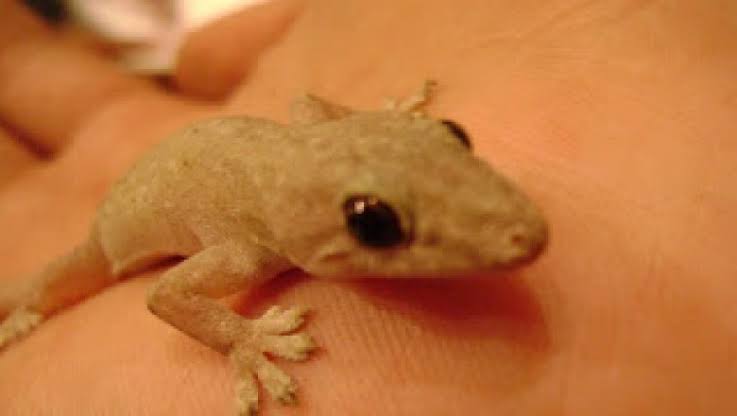 Mengenal Mitos Kejatuhan Cicak - WartaBromo