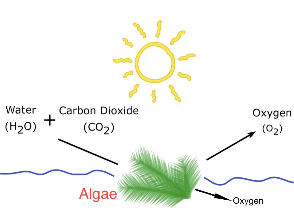 Practice Test Practice Tests And Answer Keys Circle The Best Answer To Each Question Below Be Sure To Answer All 40 Questions Pdf Free Download 