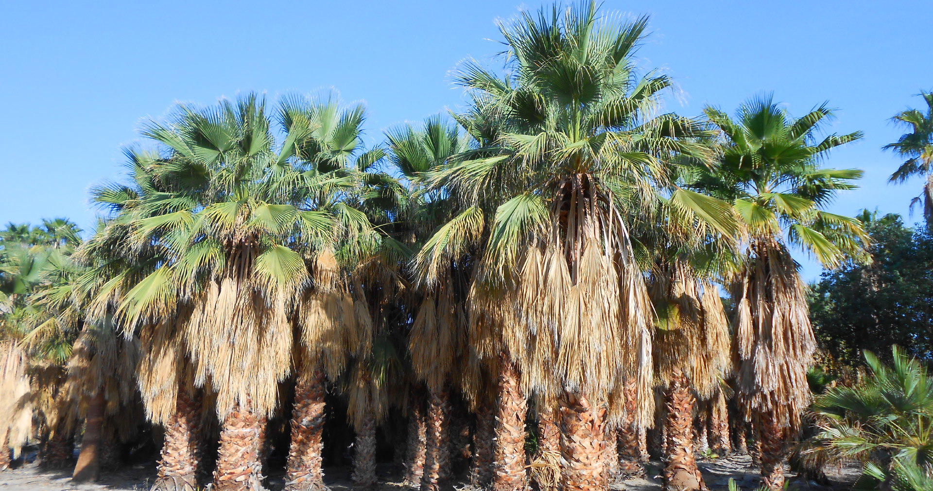 From craft beer to comic con, san diego is emerging as california's ultimate destination. Palm Trees for Sale San Diego, California | West Coast Trees