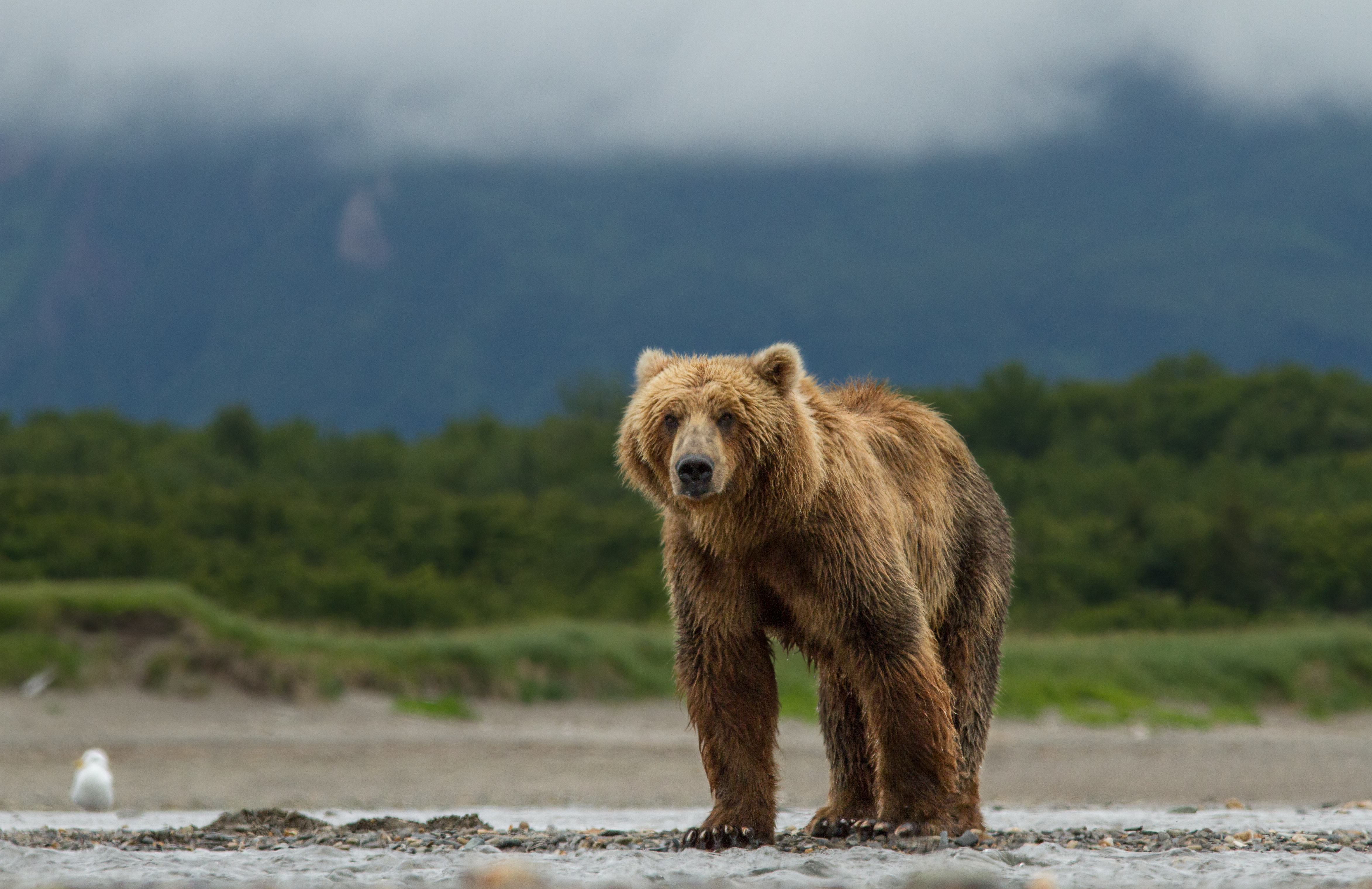 BEARS