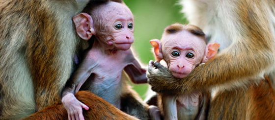 monkey620