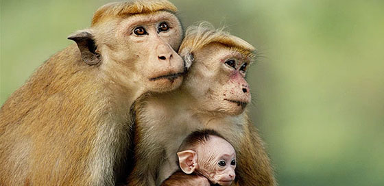 monkey_kingdom