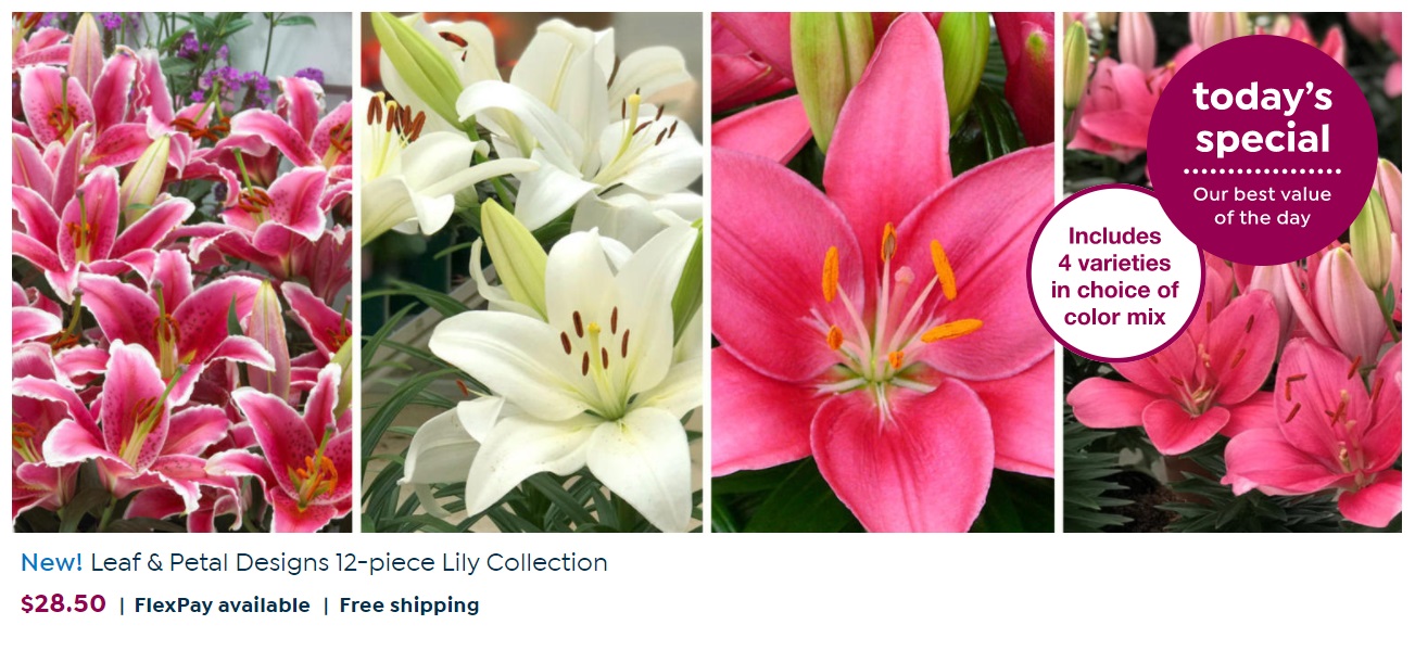 HSN Flower Collection only 28.50 (reg 40) Shipped! Wear It For Less