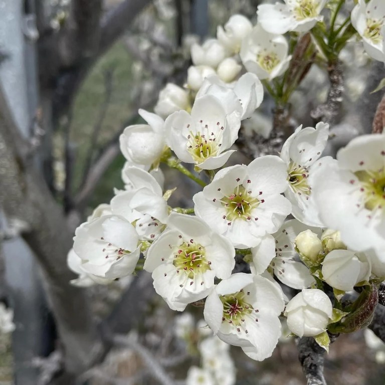 close ups of orchard blossoms