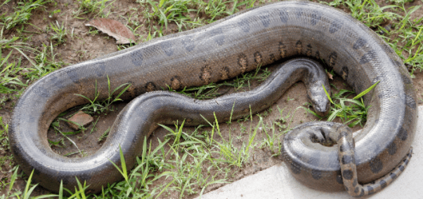 Top 10 Strongest Animals in the World 2022 - Webbspy (5)