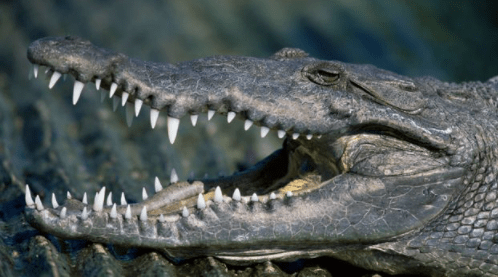 Top 10 Strongest Animals in the World 2022 - Webbspy (2)