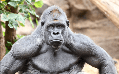 Top 10 Strongest Animals in the World 2022 - Webbspy (10)