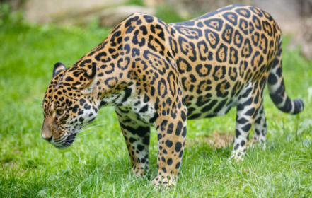 Top 10 Strongest Animals in the World 2022 - Webbspy (3)