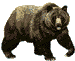 Bear 1