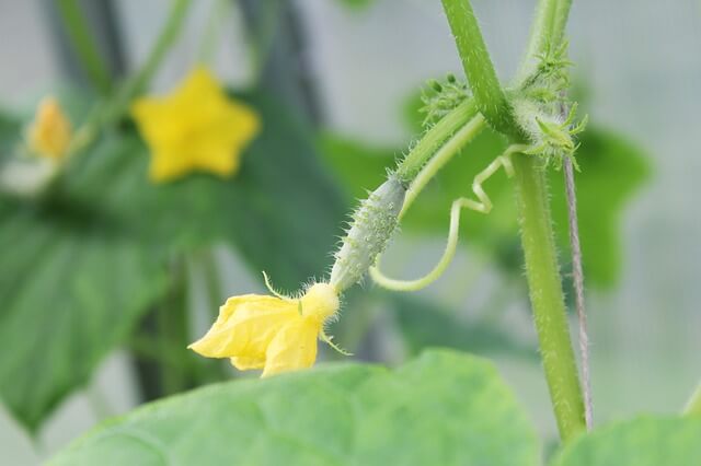 Best cucumbers to grow in containers