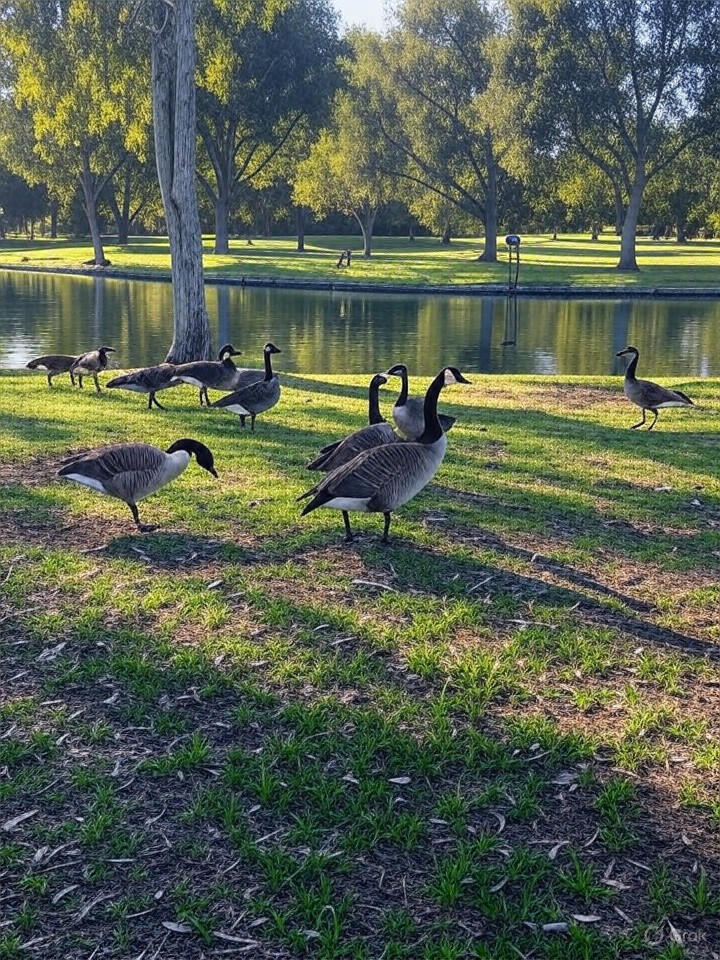 Foster City Approves $384K Nonlethal Plan to Curb Geese Overpopulation