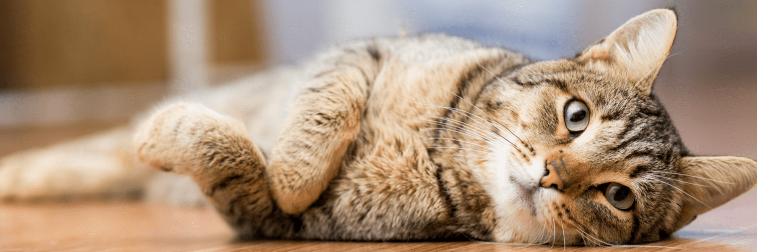 Webster groves animal hospital