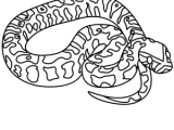 How To Draw An African Rock Python