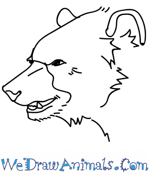 Full tutorial + print version at: How To Draw A Black Bear Head