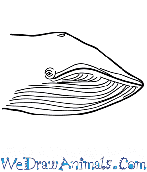 Entdecke rezepte, einrichtungsideen, stilinterpretationen und andere ideen zum ausprobieren. How To Draw A Blue Whale Face