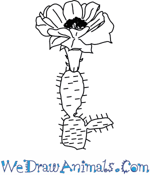 Green cactus and brown pot art, cactaceae plant . How To Draw A Cactus Flower