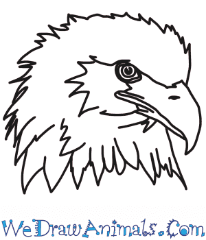 As every human, every animal has face. How To Draw An Eagle Head