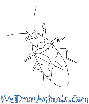 How to draw insects & creepy crawlers. How To Draw A Harlequin Bug